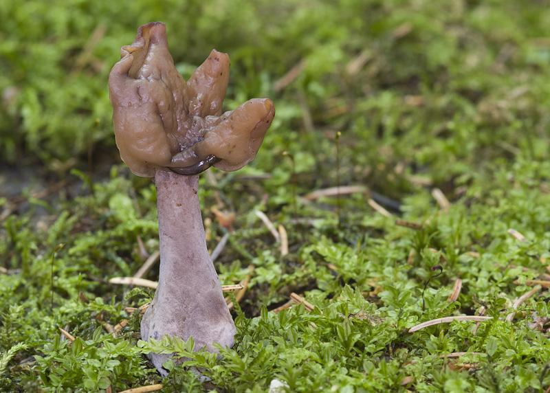 gyromitra infula